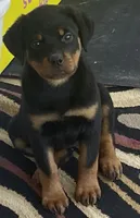 Big Shirley, a female Rottweiler for sale in Hughesville, MD – Photo 1 of 3