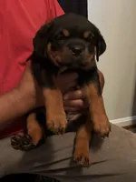 Margaret, a female Rottweiler for sale in Hughesville, MD – 2 of 2