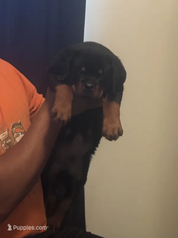 Big Sob – Rottweiler puppy for sale in Hughesville, MD