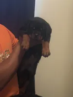 Big Sob, a male Rottweiler for sale in Hughesville, MD – 1 of 3