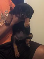 Big Sob, a male Rottweiler for sale in Hughesville, MD – 3 of 3