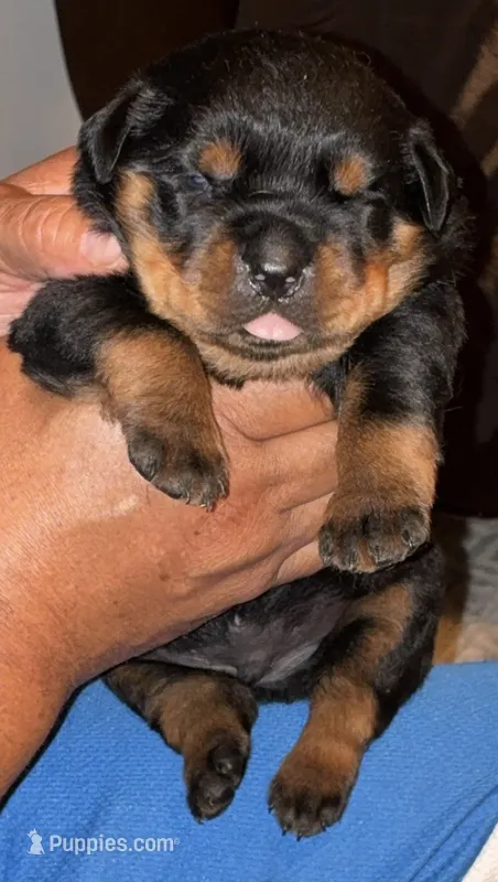 Shelia  – Rottweiler puppy for sale in Hughesville, MD