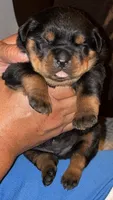 Shelia , a female Rottweiler for sale in Hughesville, MD – 1 of 3
