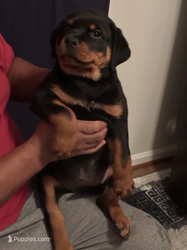 Shelia  – Rottweiler puppy for sale in Hughesville, MD
