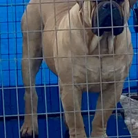 Nino, a  Boerboel for sale in Hughesville, MD – 1 of 1