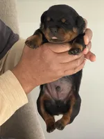 processed/6a053320-6fe0-4774-b4c0-93dc7aef8d19/listing/3bb60589-754b-45cd-81c8-7f5e5d636376/17c43a13-3b4e-43e0-aa3f-93f0f17aa901