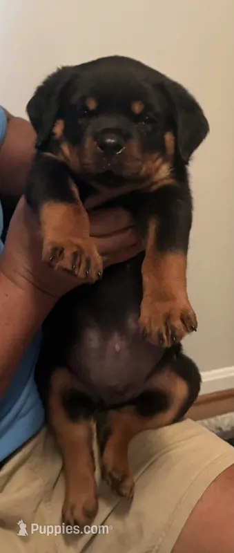 Huge Rob – Rottweiler puppy for sale in Hughesville, MD