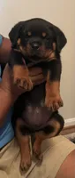Huge Rob, a male Rottweiler for sale in Hughesville, MD – 1 of 5