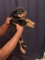 Orange Collar Boy, a male Rottweiler for sale in Hughesville, MD – 3 of 3