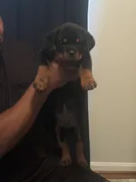 Big Sob, a male Rottweiler for sale in Hughesville, MD – 2 of 3