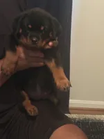 Linda, a female Rottweiler for sale in Hughesville, MD – 2 of 2