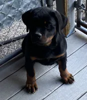 processed/6a053320-6fe0-4774-b4c0-93dc7aef8d19/listing/69f6953d-3abc-4813-b8de-e9dd27a04c59/55222c7d-5b93-403c-8a2e-b49094d0ee9b