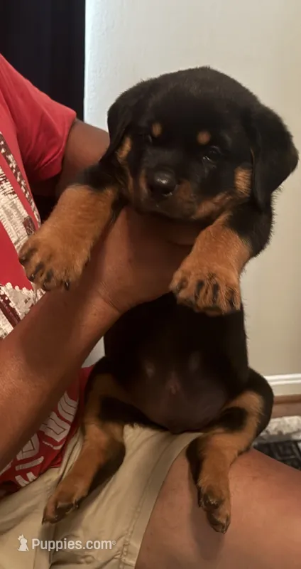 Big Bob – Rottweiler puppy for sale in Hughesville, MD