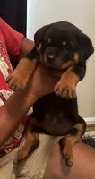 Big Bob, a male Rottweiler for sale in Hughesville, MD – 1 of 5