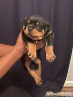 Pink Collar Girl , a female Rottweiler for sale in Hughesville, MD – 3 of 3