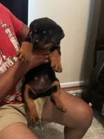 Big Bob, a male Rottweiler for sale in Hughesville, MD – 5 of 5