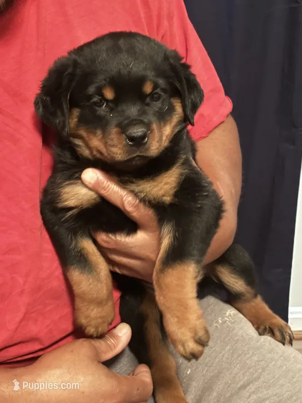 Margaret – Rottweiler puppy for sale in Hughesville, MD