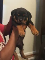 Big Bob, a male Rottweiler for sale in Hughesville, MD – 4 of 5
