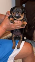 Shelia , a female Rottweiler for sale in Hughesville, MD – 2 of 3