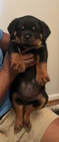 Huge Rob, a male Rottweiler for sale in Hughesville, MD – 3 of 5