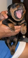 Shelia , a female Rottweiler for sale in Hughesville, MD – 3 of 3
