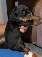 Bob, a male Rottweiler for sale in Hughesville, MD – 3 of 3