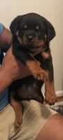 Huge Rob, a male Rottweiler for sale in Hughesville, MD – 4 of 5