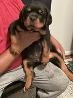Lisa , a female Rottweiler for sale in Hughesville, MD – 2 of 2