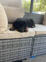 Big Mama, a female Rottweiler for sale in Hughesville, MD – Photo 2 of 3