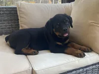 Big Mama, a female Rottweiler for sale in Hughesville, MD – Photo 1 of 3