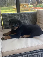 Big Mama, a female Rottweiler for sale in Hughesville, MD – Photo 3 of 3