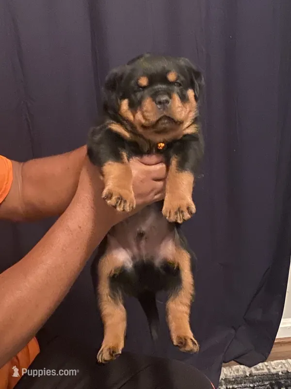 Orange Collar Boy – Rottweiler puppy for sale in Hughesville, MD