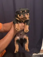 Orange Collar Boy, a male Rottweiler for sale in Hughesville, MD – 1 of 3