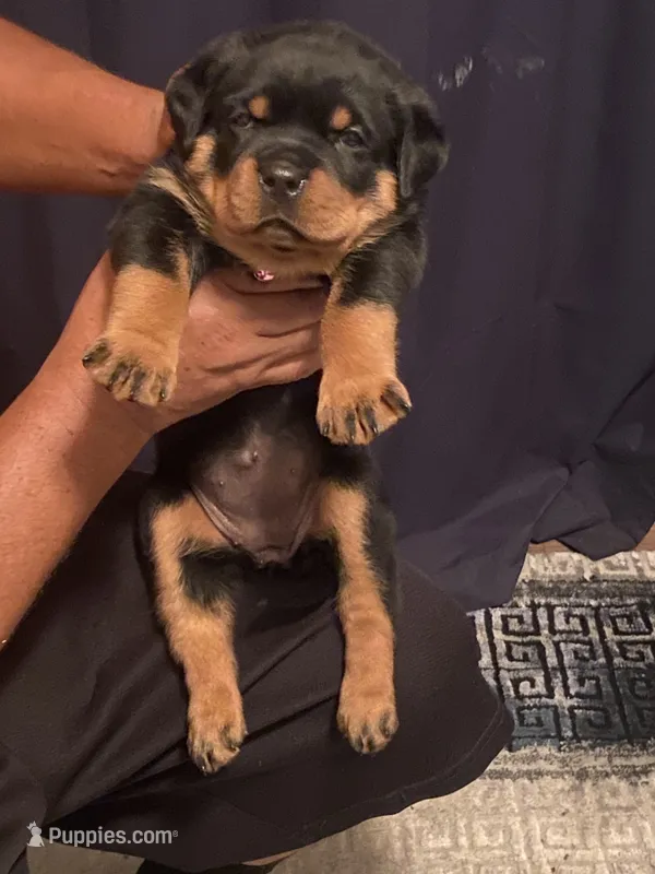 Pink Collar Girl  – Rottweiler puppy for sale in Hughesville, MD