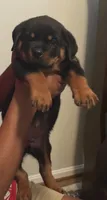 Big Bob, a male Rottweiler for sale in Hughesville, MD – 2 of 5
