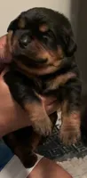 Bob, a male Rottweiler for sale in Hughesville, MD – 2 of 3