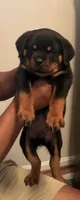 Huge Rob, a male Rottweiler for sale in Hughesville, MD – 2 of 5