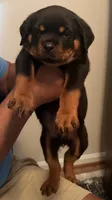 Huge Rob, a male Rottweiler for sale in Hughesville, MD – 5 of 5
