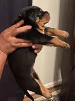 Pink Collar Girl , a female Rottweiler for sale in Hughesville, MD – 2 of 3