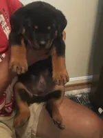 Big Bob, a male Rottweiler for sale in Hughesville, MD – 3 of 5