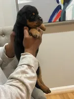 Lil Lisa, a female Rottweiler for sale in Hughesville, MD – Photo 3 of 4