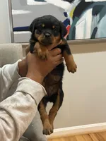 Lil Lisa, a female Rottweiler for sale in Hughesville, MD – Photo 4 of 4