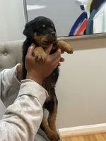 Lil Lisa, a female Rottweiler for sale in Hughesville, MD – Photo 2 of 4