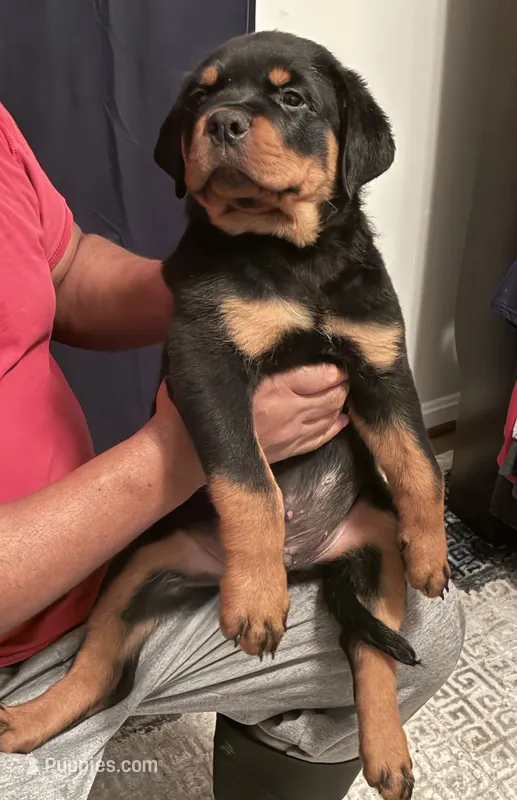 Lisa  – Rottweiler puppy for sale in Hughesville, MD