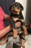 Lisa , a female Rottweiler for sale in Hughesville, MD – 1 of 2