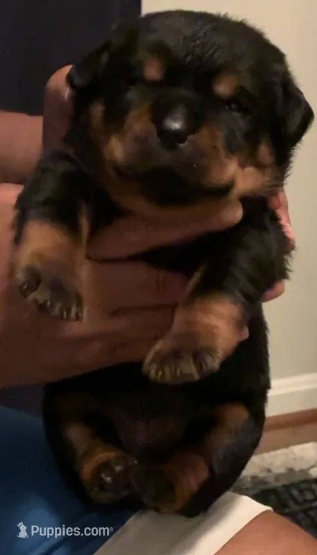 Bob – Rottweiler puppy for sale in Hughesville, MD