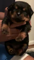 Bob, a male Rottweiler for sale in Hughesville, MD – 1 of 3