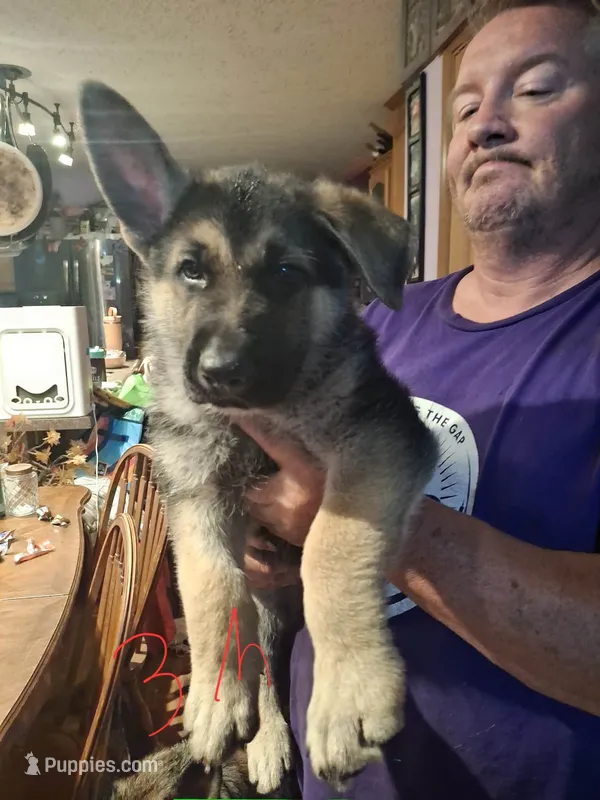 Shadow – German Shepherd Dog puppy for sale in Bellefontaine, OH