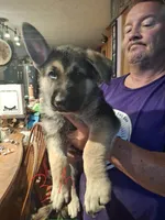 Shadow, a male German Shepherd Dog for sale in Bellefontaine, OH – 1 of 2