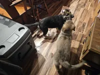 Aspen, a male German Shepherd Dog for sale in Bellefontaine, OH – 3 of 3